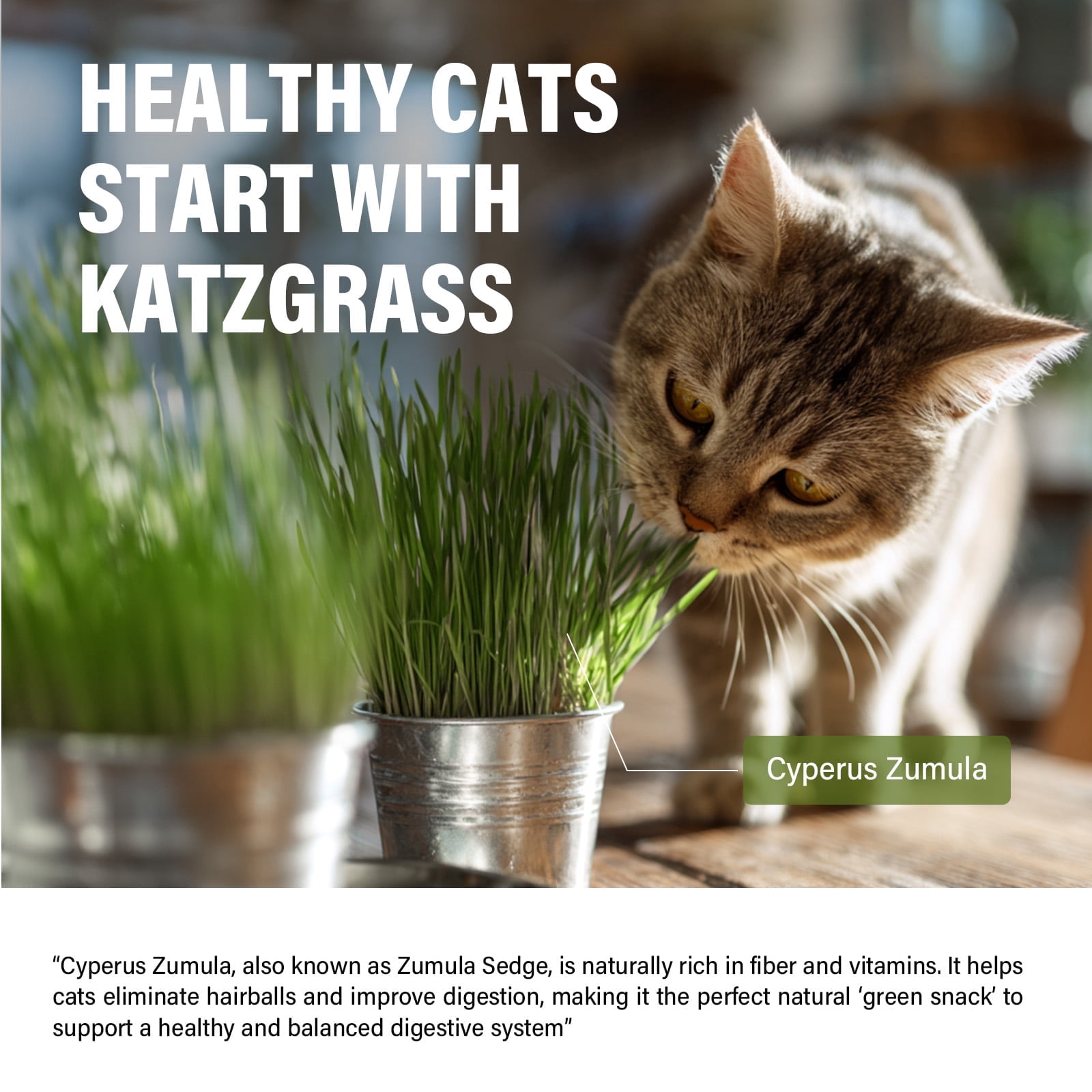 Cat Grass Treats, Cat Treats for Teeth Cleaning and Hairball Removal, Cat Food for Training Rewards Treats